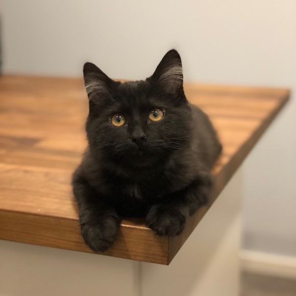 Meet your Posher, Meghan - Picture 1 of 1